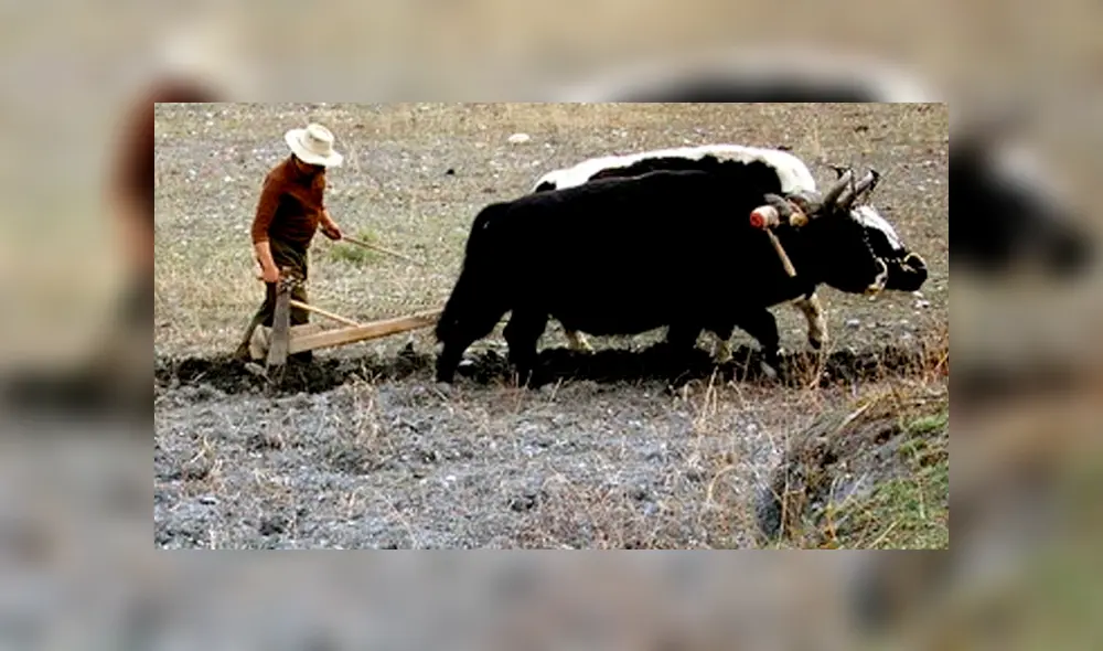 Desliza para ver el aspecto del híbrido que sorprendió a todos en YouTube. Foto: Captura. Desliza para ver el aspecto del híbrido que sorprendió a todos en YouTube. Foto: Captura.