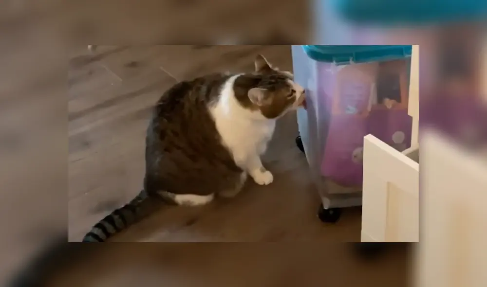 Facebook viral: gato obeso es puesto a dieta y tiene dramática reacción al ver comida Facebook viral: gato obeso es puesto a dieta y tiene dramática reacción al ver comida