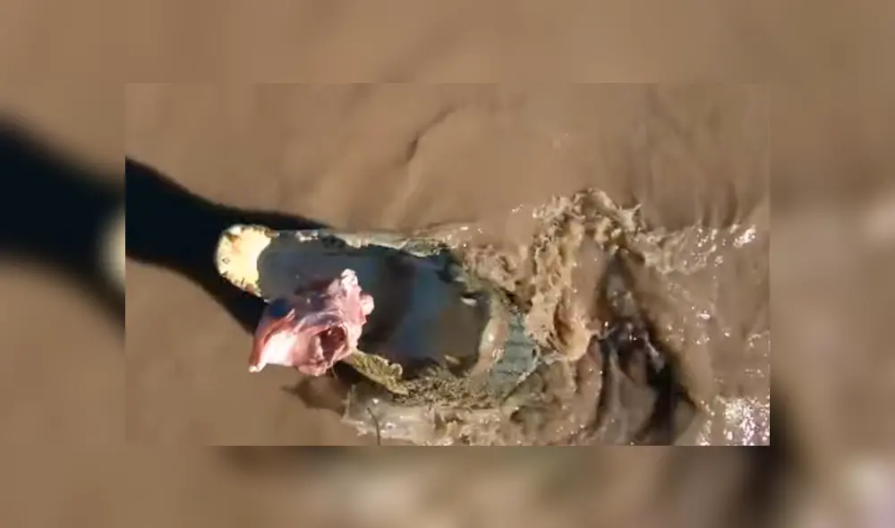 Un grupo de pescadores se encontró cara a cara con una enorme criatura que los dejó impactados. Un grupo de pescadores se encontró cara a cara con una enorme criatura que los dejó impactados.