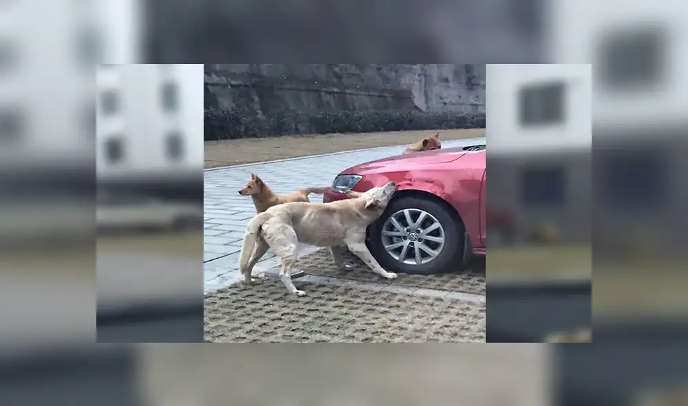 Facebook viral: chofer agrede un perro que regresa con su pandilla para destrozar su auto [FOTOS] 