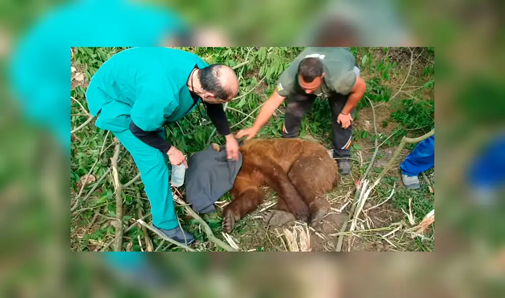 Desliza la imagen compartida para verlas todas. Foto: ARCTUROS/CaterClips/YouTube Desliza la imagen compartida para verlas todas. Foto: ARCTUROS/CaterClips/YouTube