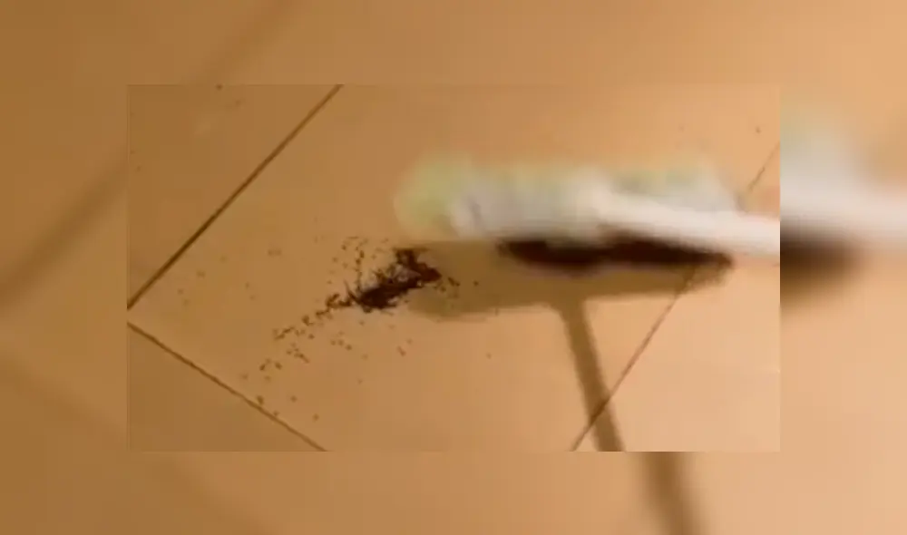 YouTube viral: encuentra araña con miles de sus crías, la mata y ocurre esto [VIDEO]