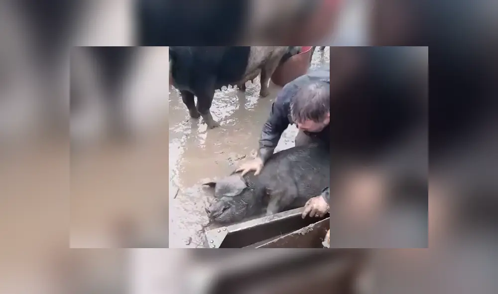 El hombre se metió al barro y sacudió el cuerpo del chancho con ambas manos para que pueda reaccionar. Foto: captura El hombre se metió al barro y sacudió el cuerpo del chancho con ambas manos para que pueda reaccionar. Foto: captura