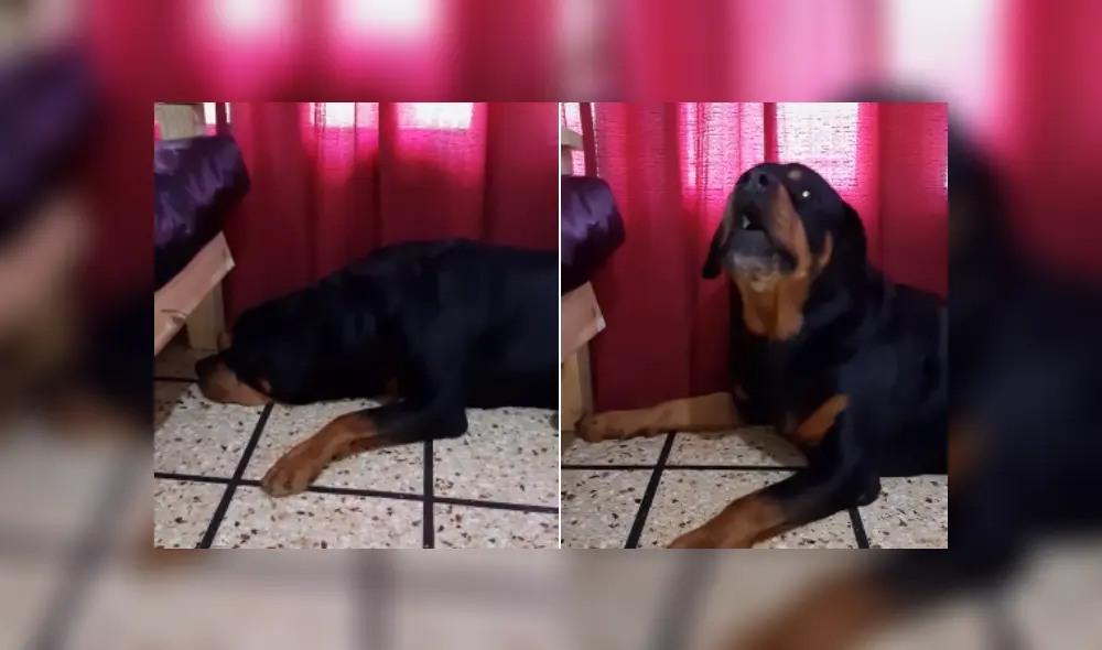 Desliza hacia la izquierda para ver más detalles del singular comportamiento de este can. (Foto: captura / TikTok)