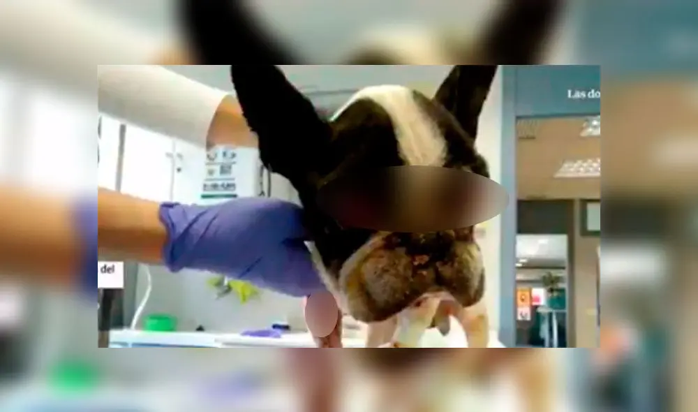 Perro fue encontrado en deplorable estado.