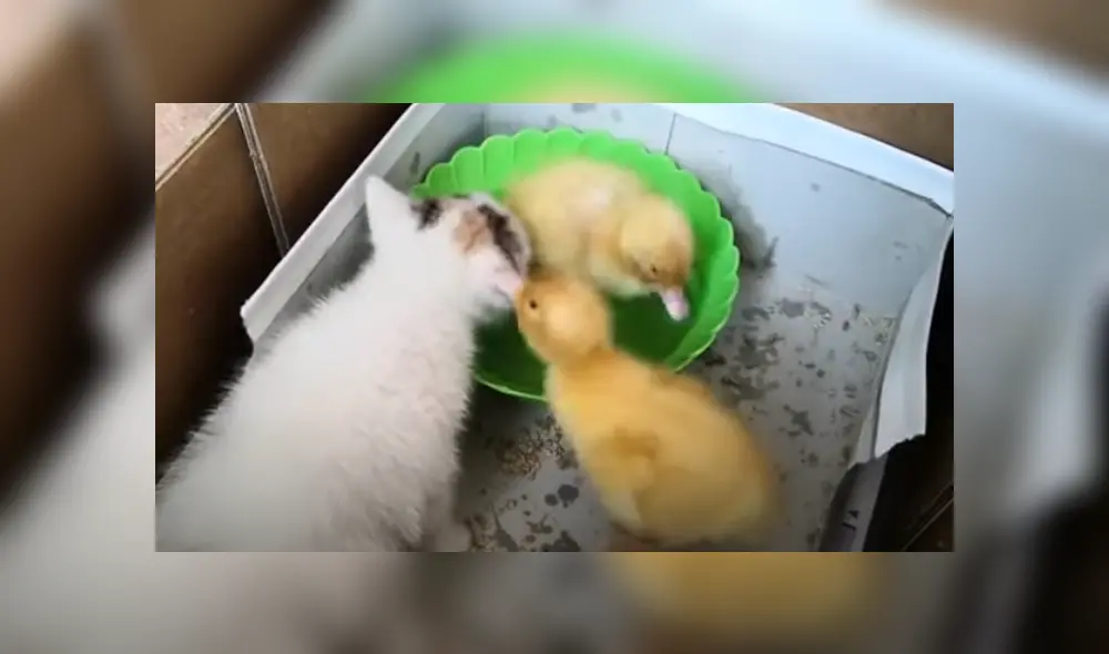 Desliza hacia izquierda para ver las imágenes del viral de YouTube. Desliza hacia izquierda para ver las imágenes del viral de YouTube.