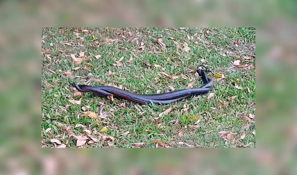 YouTube viral: creyó encontrar a dos serpientes 'apareándose', se acerca y queda aterrado al descubrir la verdad