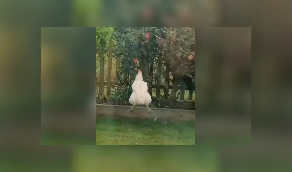 Desliza las imágenes para conocer la identidad del ‘ladrón’ que agarraba sin permiso unas manzanas. Foto: Captura.