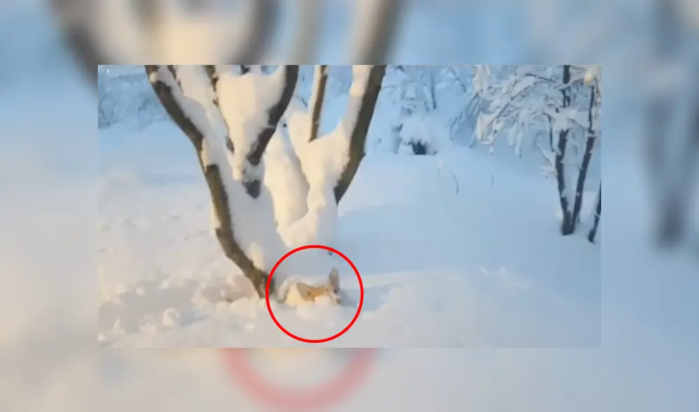 Desliza a la izquierda para conocer más sobre este nuevo viral de YouTube. Foto: Captura. Desliza a la izquierda para conocer más sobre este nuevo viral de YouTube. Foto: Captura.