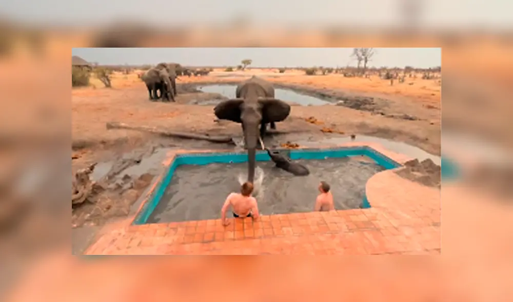 El elefante atacó en varias ocasiones a los valientes hombres que intentaron empujar al pequeño para que salga de la pileta. Foto: captura. El elefante atacó en varias ocasiones a los valientes hombres que intentaron empujar al pequeño para que salga de la pileta. Foto: captura.