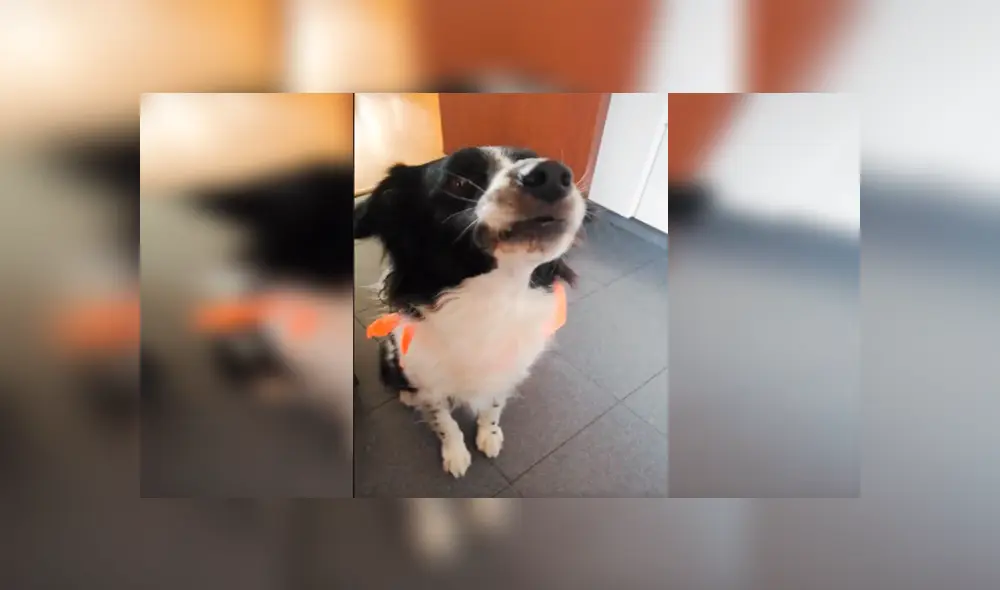 Desliza las imágenes para apreciar al tierno perro que obedeció las indicaciones de su dueña y asombró con su actitud. Desliza las imágenes para apreciar al tierno perro que obedeció las indicaciones de su dueña y asombró con su actitud.