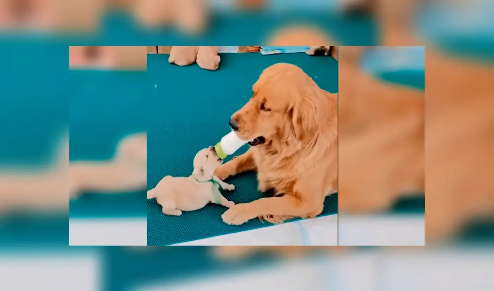 Desliza las imágenes hacia la izquierda para conocer el amoroso momento entre una perrita y sus crías. Foto: Captura. Desliza las imágenes hacia la izquierda para conocer el amoroso momento entre una perrita y sus crías. Foto: Captura.