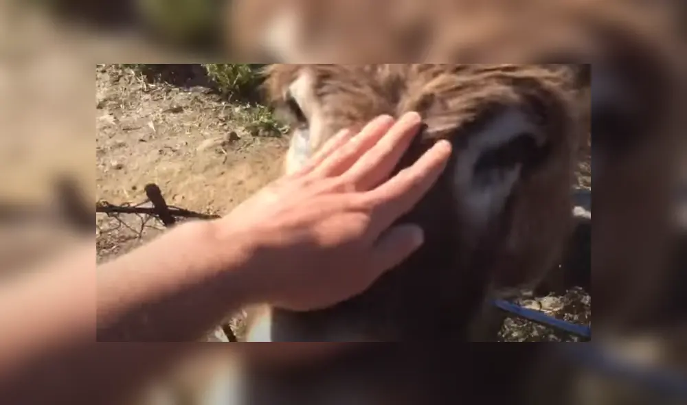 A través de Facebook se hizo viral el tierno reencuentro entre un hombre y su burra tras no verse por más de dos meses. A través de Facebook se hizo viral el tierno reencuentro entre un hombre y su burra tras no verse por más de dos meses.