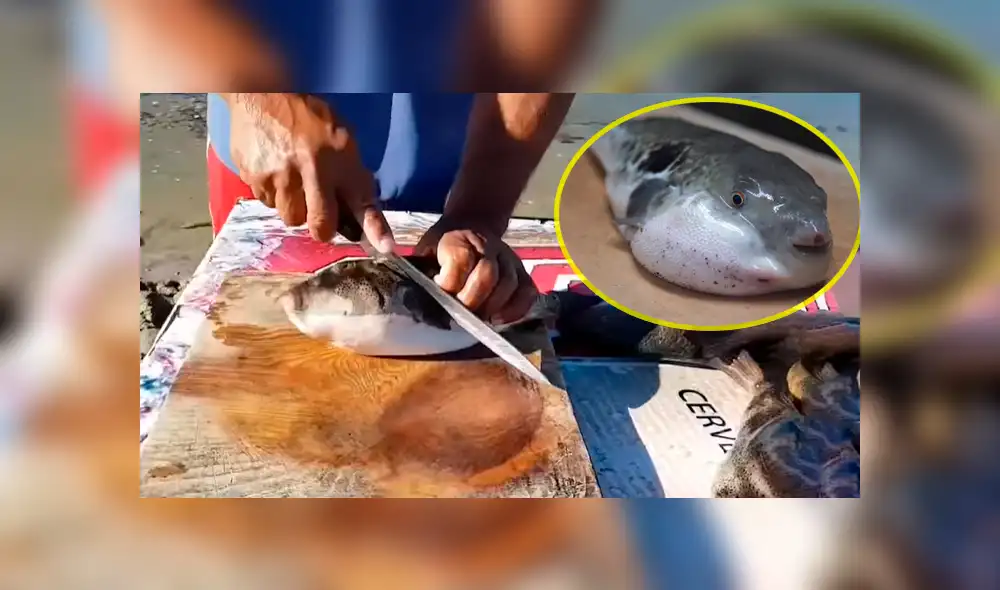 YouTube viral: enseña a cocinar pez globo cuyo veneno es mortal para el ser humano YouTube viral: enseña a cocinar pez globo cuyo veneno es mortal para el ser humano