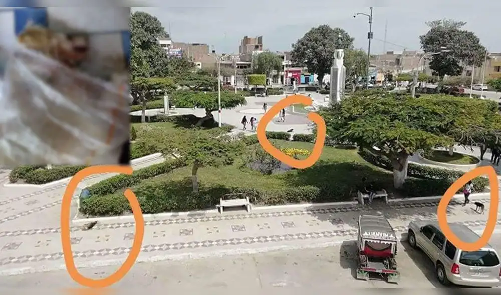 Facebook: denuncian presunto envenenamiento de perros callejeros en Chiclayo [VIDEO]