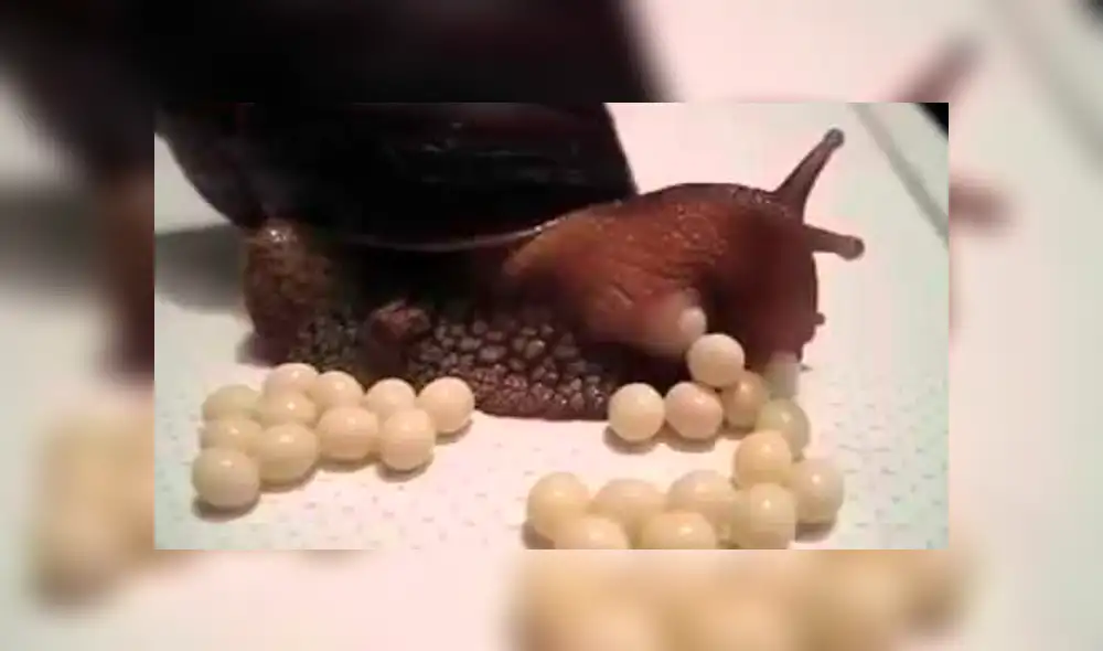 YouTube: Registran el increíble momento en que caracol pone huevos