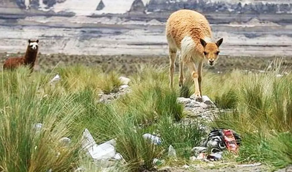 Pese a contaminación, población de vicuñas creció
