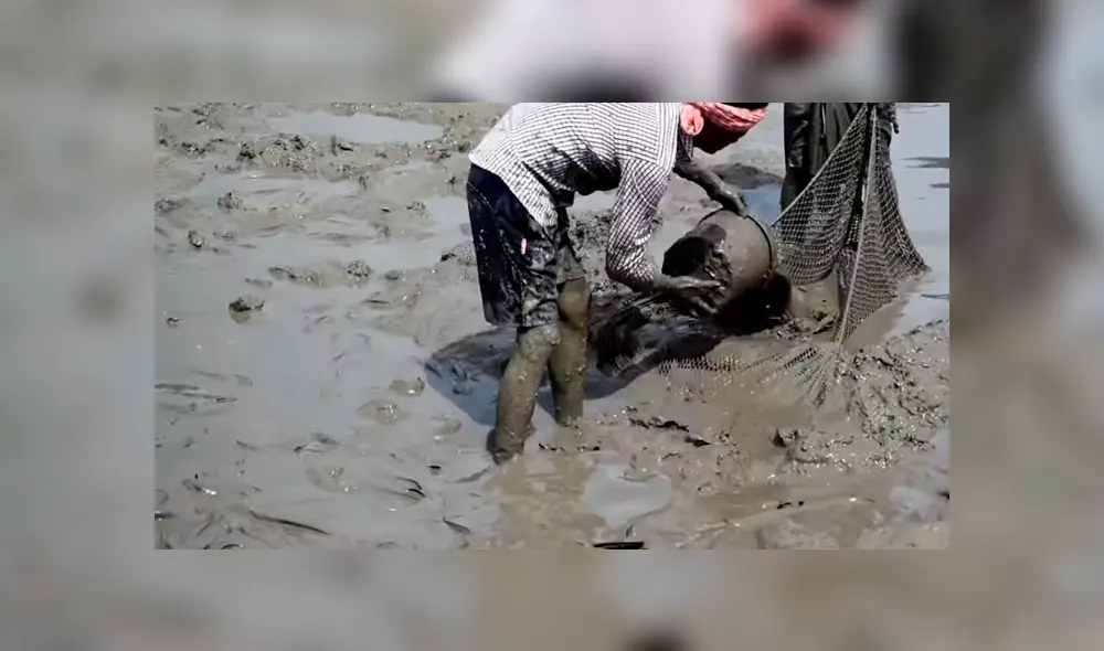 YouTube viral: ingresa descalzo a misterioso lodo y encuentra miles de extrañas criaturas moribundas YouTube viral: ingresa descalzo a misterioso lodo y encuentra miles de extrañas criaturas moribundas