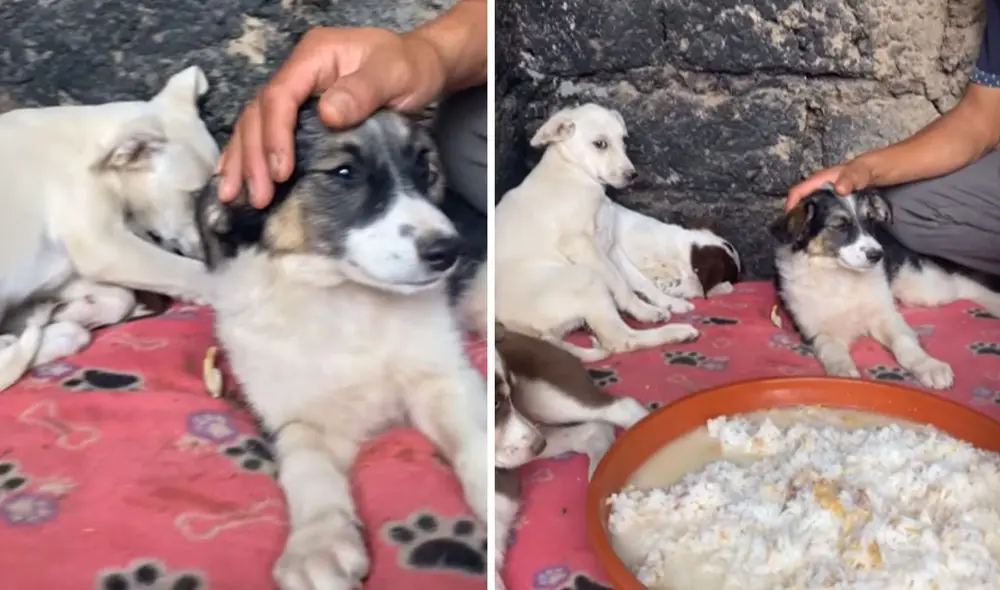 Desliza las imágenes para ver más detalles sobre esta tierna escena que es viral en redes sociales. Foto: captura de Facebook Desliza las imágenes para ver más detalles sobre esta tierna escena que es viral en redes sociales. Foto: captura de Facebook