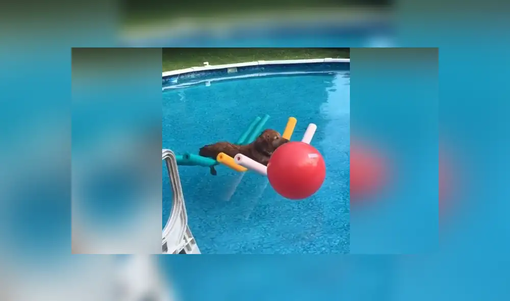 Un perro mostró una insólita actitud al meterse a la piscina de su casa. Foto: Facebook