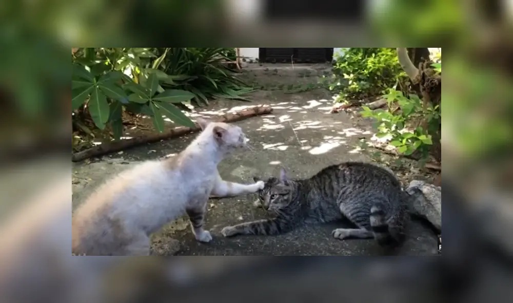 Desliza hacia la izquierda para ver las imágenes del viral de YouTube. Foto: Captura. Desliza hacia la izquierda para ver las imágenes del viral de YouTube. Foto: Captura.