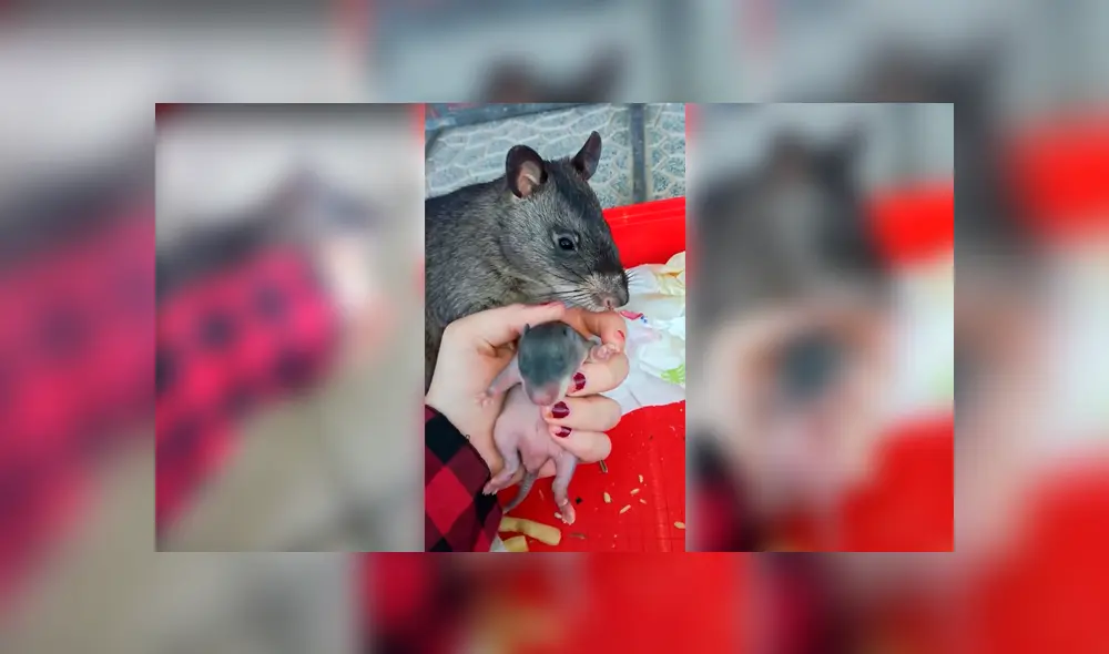 Desliza para ver los detalles de este video viral que es tendencia en Facebook. Foto: Captura. Desliza para ver los detalles de este video viral que es tendencia en Facebook. Foto: Captura.