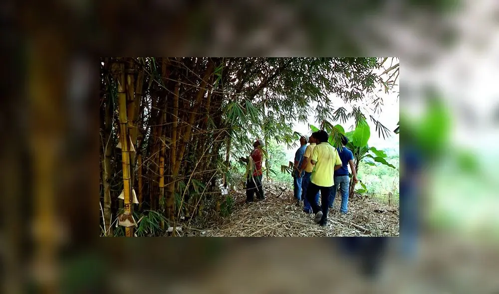 Promueven plantaciones de bambú para mitigar efectos del cambio climático Promueven plantaciones de bambú para mitigar efectos del cambio climático