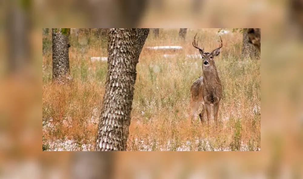 Adolescentes matan a ciervo a patadas y le arrancan su asta; son acusados de crueldad animal [VIDEO] 