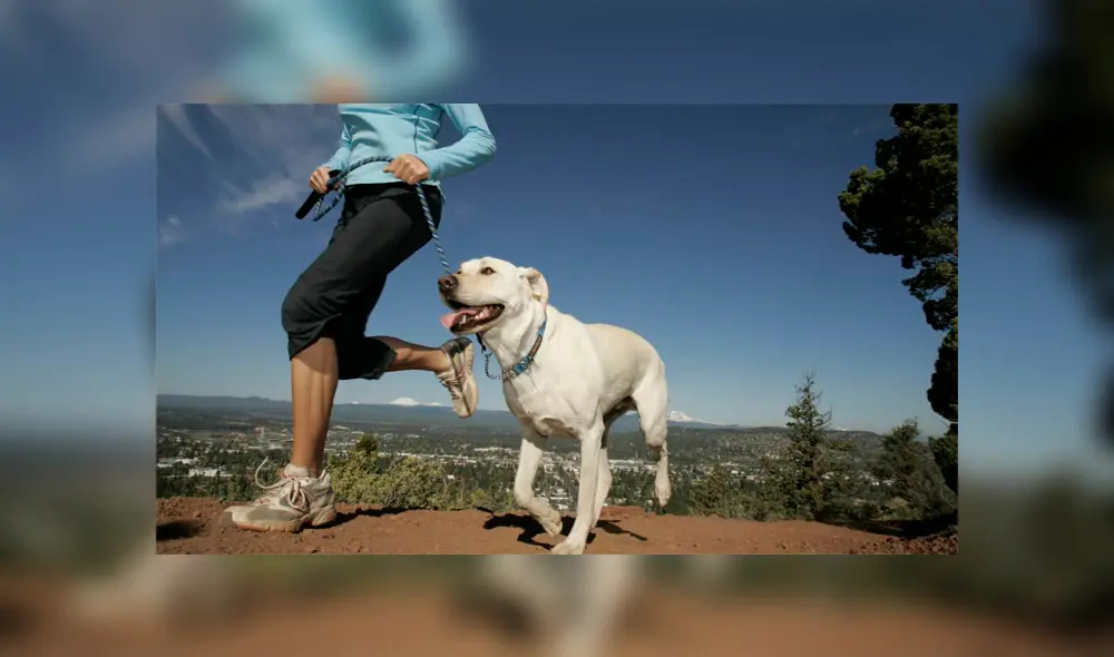 Estudio revela que tener un perro en casa reduce el riesgo de mortalidad Estudio revela que tener un perro en casa reduce el riesgo de mortalidad
