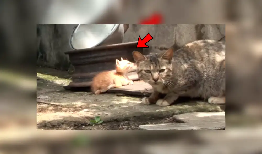 YouTube viral: Gatito ciego es rescatado por un 'ángel' y sufre radical cambio que enternece al mundo [VIDEO]