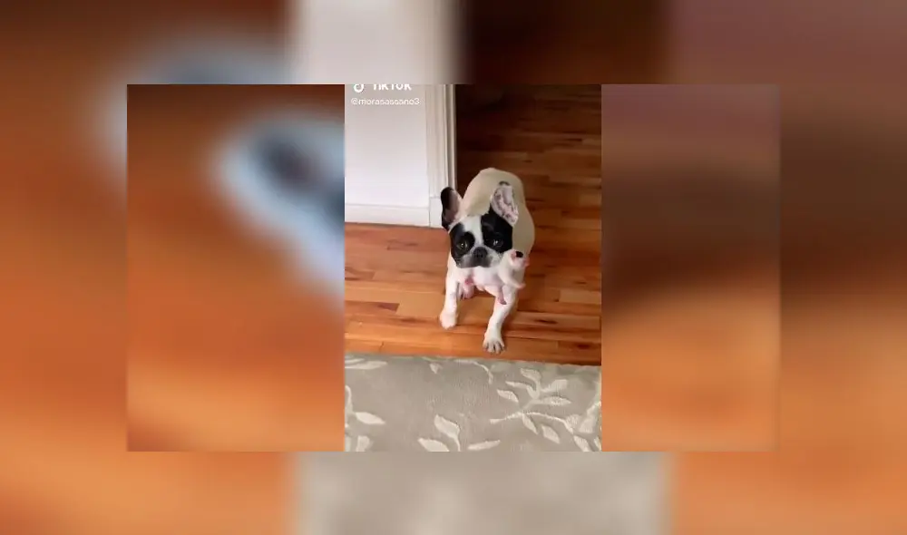 Desliza las imágenes para ver la tierna escena protagonizada por esta mascota y su dueña. Foto: TikTok/Mora Sassano Desliza las imágenes para ver la tierna escena protagonizada por esta mascota y su dueña. Foto: TikTok/Mora Sassano