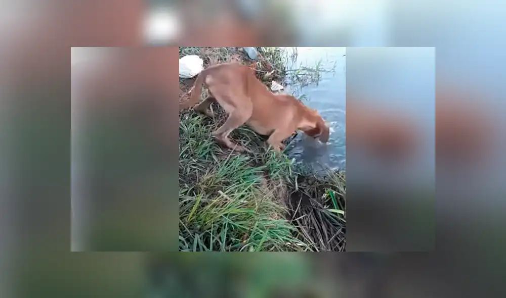 Desliza hacia la izquierda para ver las imágenes del viral de YouTube. Desliza hacia la izquierda para ver las imágenes del viral de YouTube.