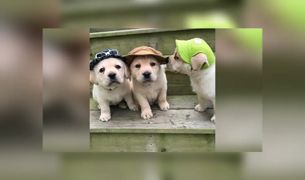 Desliza las imágenes hacia la izquierda para apreciar la travesura de un cachorro al estropear los planes de su dueño. Foto: Captura. Desliza las imágenes hacia la izquierda para apreciar la travesura de un cachorro al estropear los planes de su dueño. Foto: Captura.