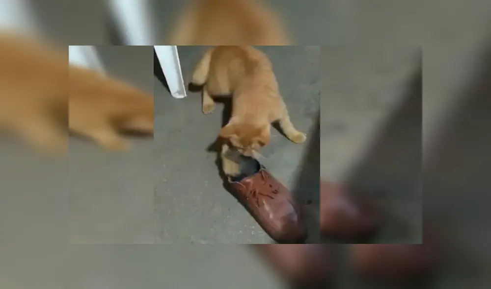 En Facebook, una joven grabó el momento que su gato puso a un indefenso ratón en unos zapatos para evitar que se fugue. En Facebook, una joven grabó el momento que su gato puso a un indefenso ratón en unos zapatos para evitar que se fugue.