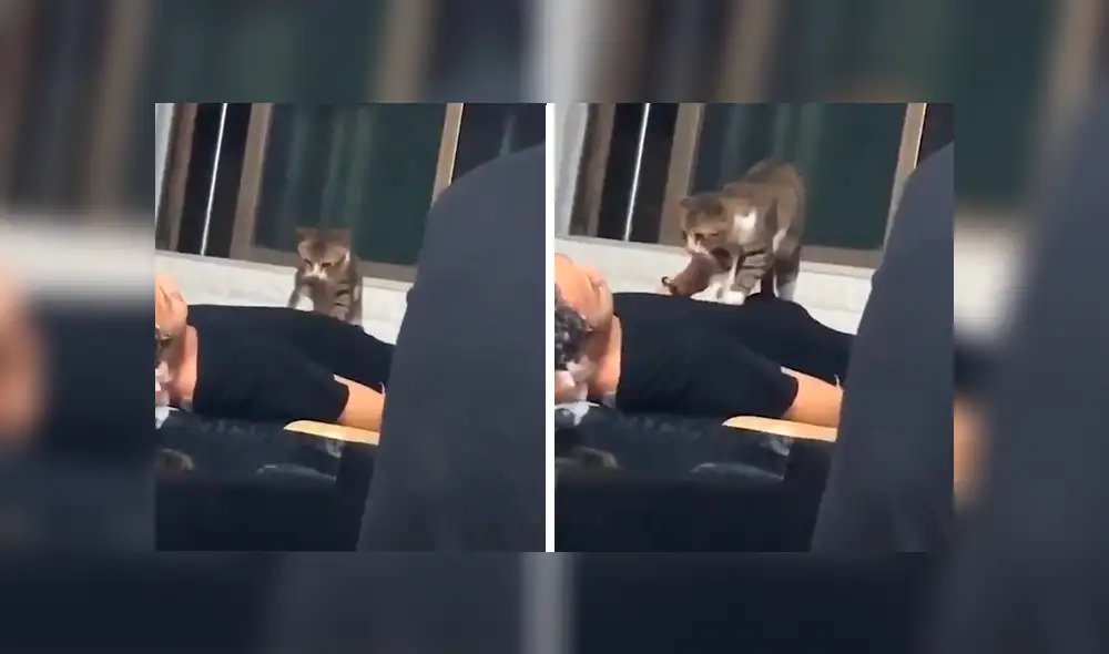 En Facebook, un travieso gato acompañó a su dueño al trabajo y sorprendió al dar cálidos masajes a las personas. En Facebook, un travieso gato acompañó a su dueño al trabajo y sorprendió al dar cálidos masajes a las personas.
