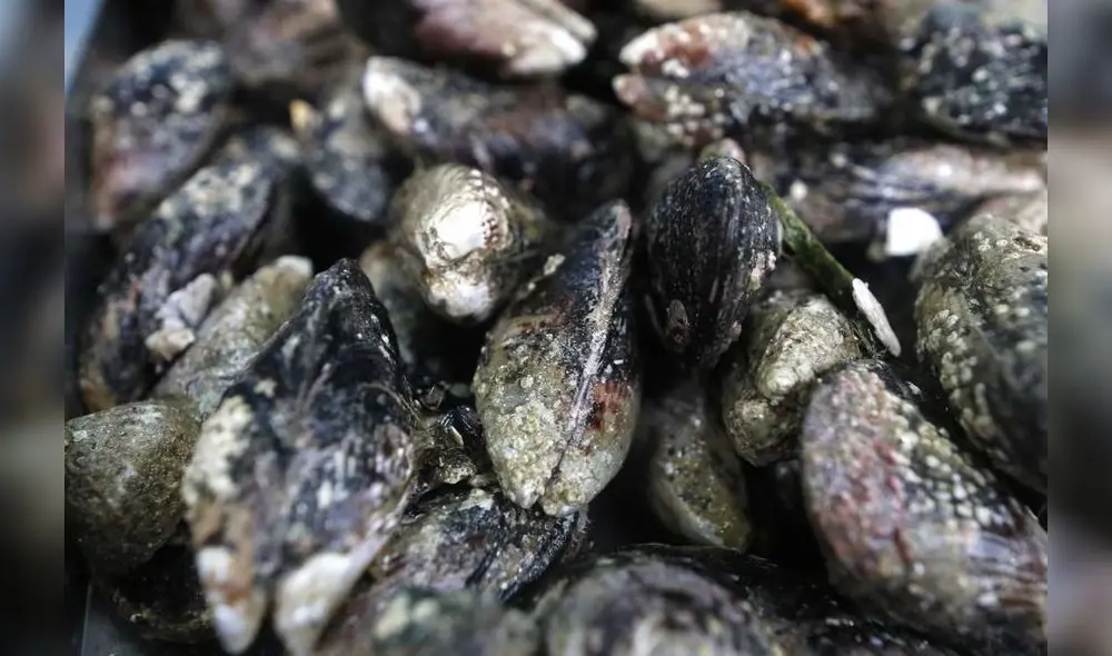 Veda de choros. Foto: Difusión.