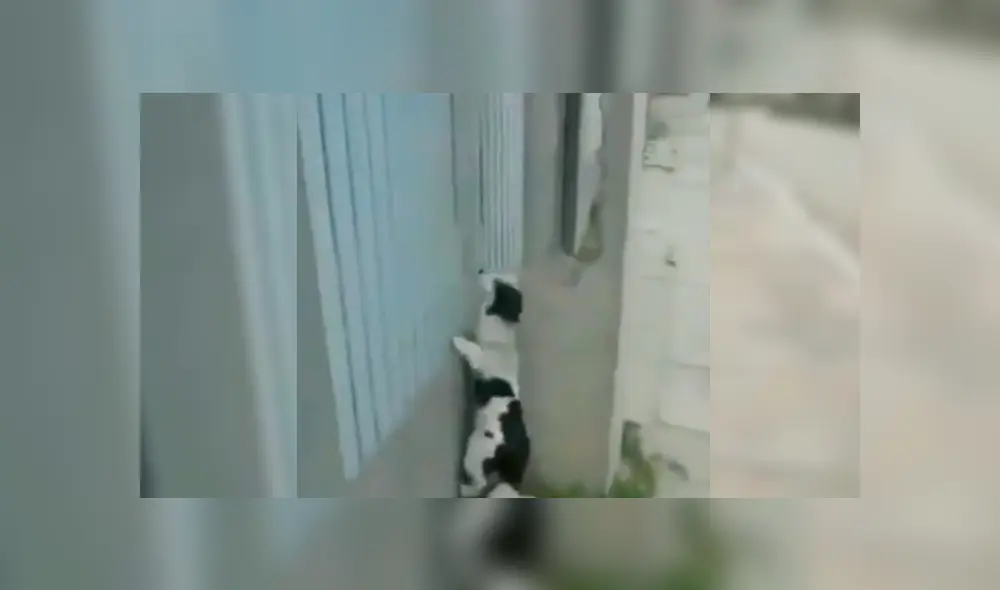 En Facebook, un joven captó el preciso instante que su perro se apoya en la pared para lograr entrar a la casa de su vecino. En Facebook, un joven captó el preciso instante que su perro se apoya en la pared para lograr entrar a la casa de su vecino.