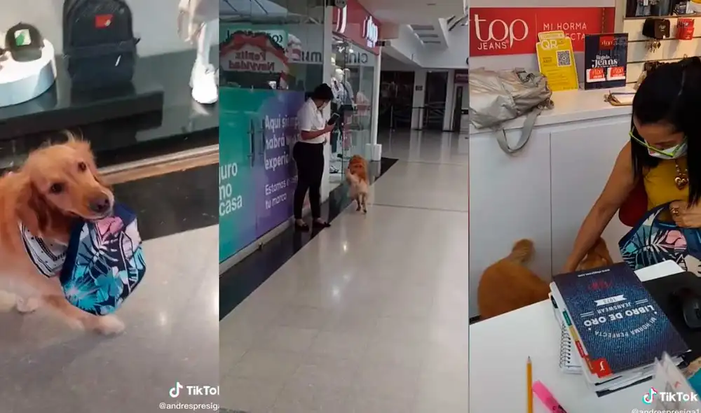 Desliza las imágenes para ver la curiosa forma en que esta perrita le llevó su comida a su dueña. Foto: captura de TikTok/andrespresiga1