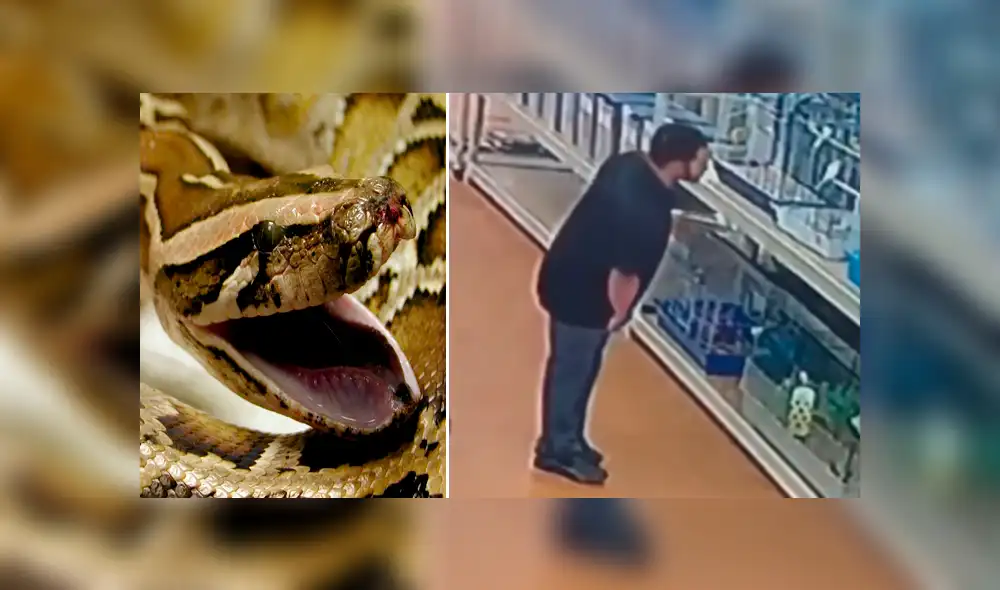 YouTube viral: un hombre ocultó en el lugar menos indicado a una serpiente que había robado  [VIDEO] 