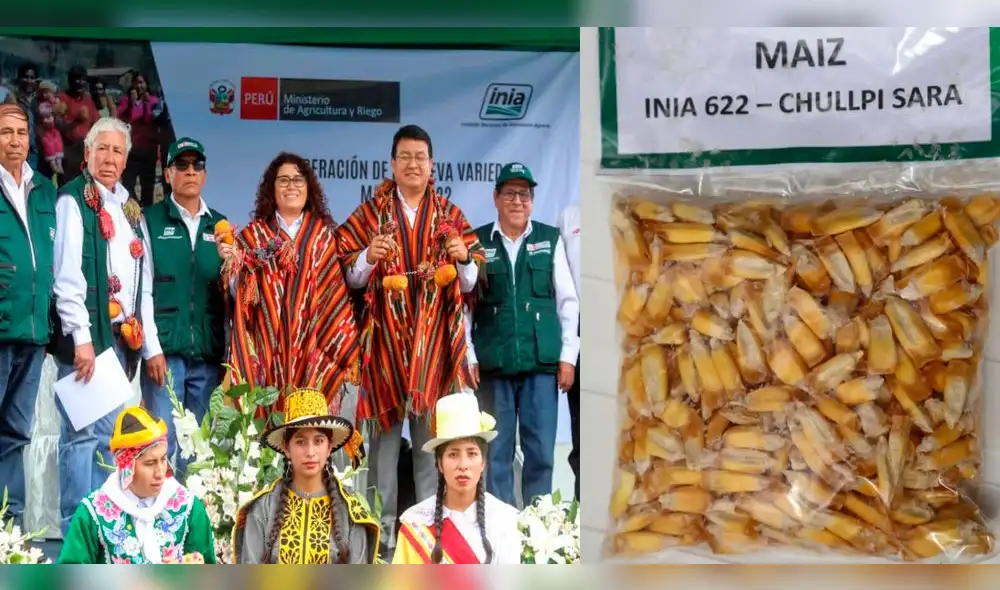 Agricultura entrega nueva variedad de maíz que duplicará producción en Cusco. Agricultura entrega nueva variedad de maíz que duplicará producción en Cusco.