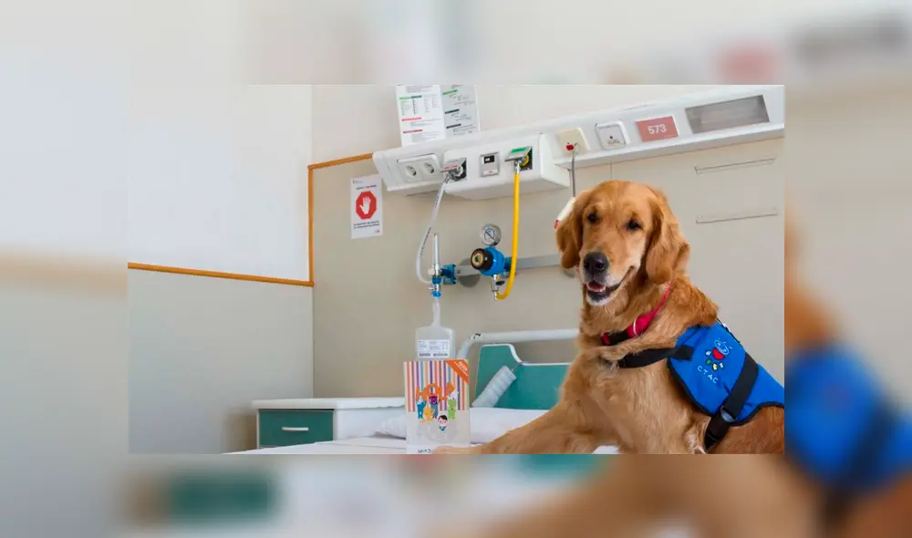 La Fundación Perros Azules viene desde el 2017 trabajando junto al Hospital Gregorio Marañón. (Foto: El Sumario)