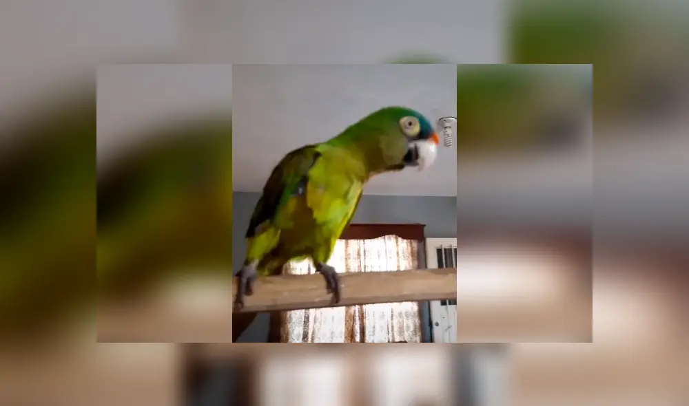 Facebook viral: loro se vuelve ‘famoso’ por realizar divertida parodia del ‘Grinch’ de Jim Carrey [VIDEO]