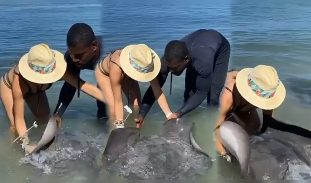 Rosángela Espinoza sufre peligroso momento al cargar una mantarraya [VIDEO]