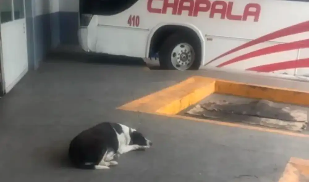 La mascota ha sido considerada como la Hachiko mexicana por la fidelidad con su dueño. Foto: Facebook