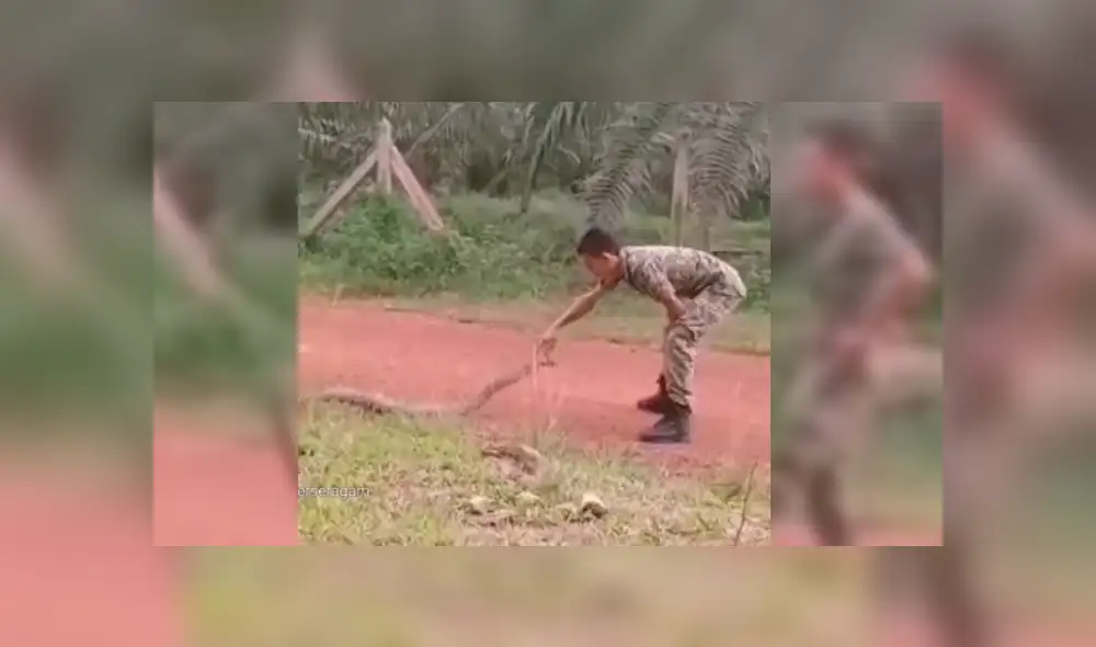 Soldado dejó a más de uno con la boca abierta con su insólita actitud al estar frente a frente con cobra real. Soldado dejó a más de uno con la boca abierta con su insólita actitud al estar frente a frente con cobra real.