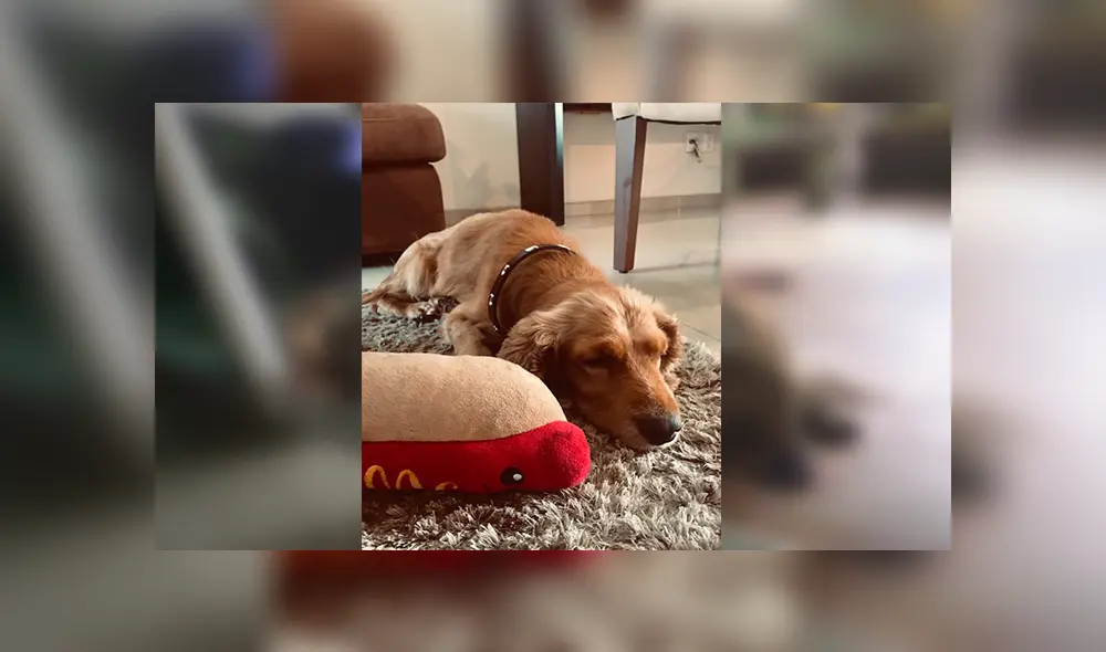 En Facebook, una mujer encontró a un perro en lamentables condiciones tras ser atropellado. En Facebook, una mujer encontró a un perro en lamentables condiciones tras ser atropellado.