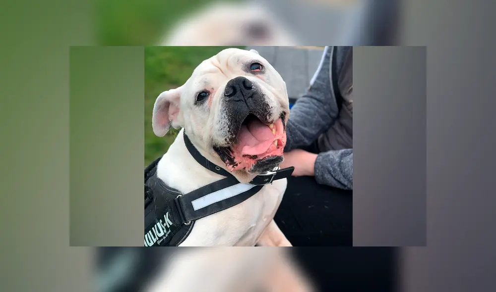 Smiler sufrió brutales maltratos por parte de su dueño, quien ya está preso. (Captura; Daily Mail)