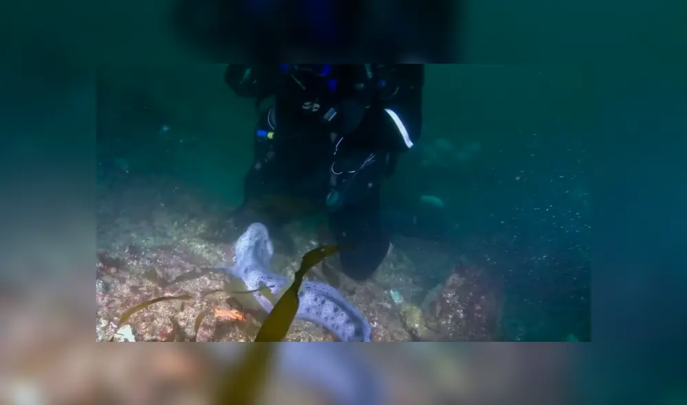 YouTube viral: 'monstruo marino' sale de su escondite para aterrar a buzo que estaba en océano [VIDEO]