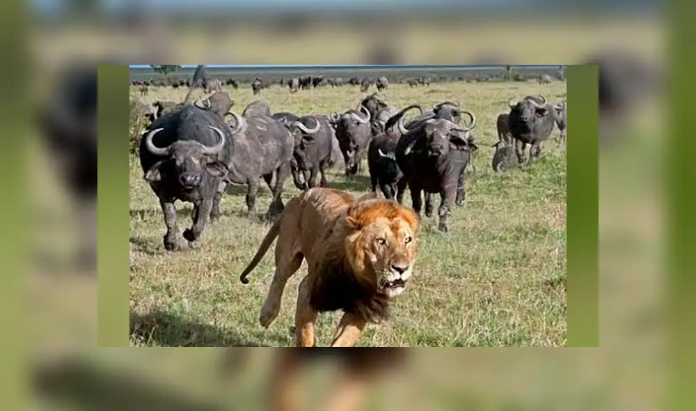 YouTube viral: Búfalo hace volar por los aires a hambriento león para salvar a su amigo [VIDEO]