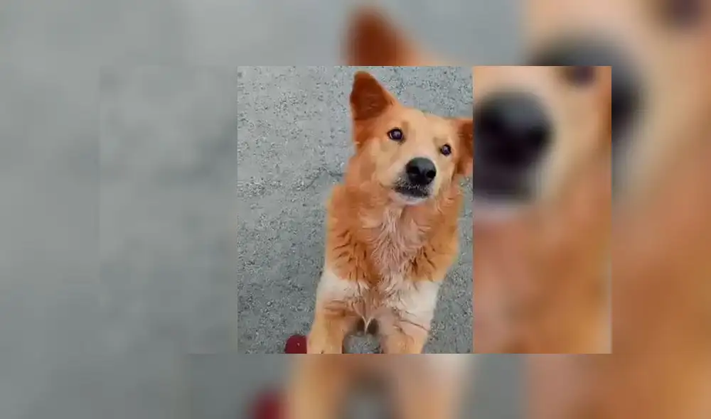 Zoofilia en México Zoofilia en México